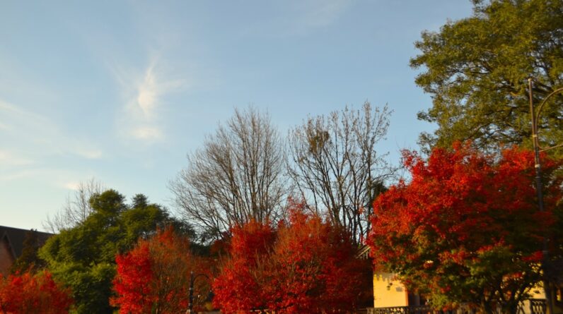 Photo Language School Chapel Hill